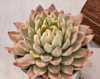 Suculenta rara, Echeveria Purple Butterfly Variegated, plantas vivas