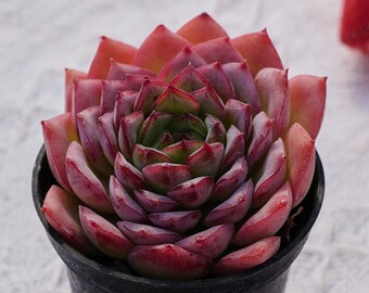 Rare Succulent, Echeveria Desert Rose, Live Plants