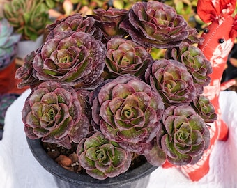 ブラック ローズ多肉植物 - アエオニウム アルボレウム - 希少な「多肉