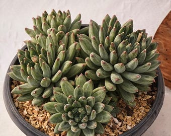 Pianta succulenta rara, Pachyphytum Ulakla, piante vive