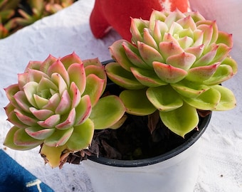 Rare Succulent, Echeveria Honey Dew, Live Plants