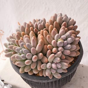 May include: A succulent plant with plump, oval-shaped leaves in shades of pink, peach, and lavender, fills a black, textured pot. The plant sits on a white surface, with a vintage camera and a decorative wire flamingo in the background.