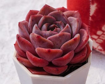 Suculenta rara, mandarinas Echeveria Satsuma, plantas vivas