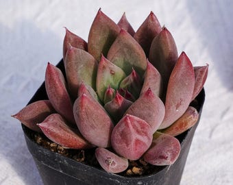 Rare Succulent, Echeveria Ducati, Live Plants