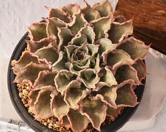 Rare Succulent, Echeveria Madiba, Live Plants