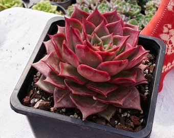Rare Succulent, Echeveria Summer Beauty, Live Plants