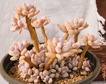 Rare Succulent, Pachyphytum Glutinicaule, Live Plants