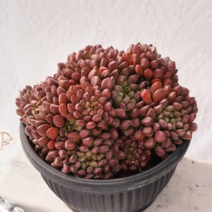 以下が含まれることがあります： 赤茶色の葉を持つ多肉植物が、黒いリブ付きの鉢を満たしています。植物は満開で、ぎっしりと詰まった丸い葉があります。鉢は白い表面に置かれ、ヴィンテージカメラと装飾用のワイヤーが近くにあります。