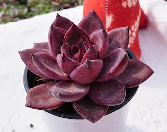 Rare Succulent, Echeveria Brown Sugar, Live Plants