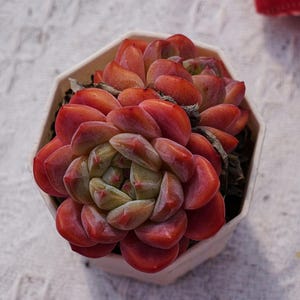 May include: A vibrant succulent plant with reddish-orange leaves, arranged in a rosette shape, fills a white, geometric pot. The plant's leaves transition to a lighter green hue towards the center. The image is taken from a top-down perspective, highlighting the plant's texture.