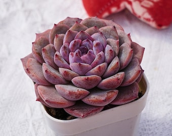Rare Succulent, Echeveria Slightly Tipsy, Live Plants