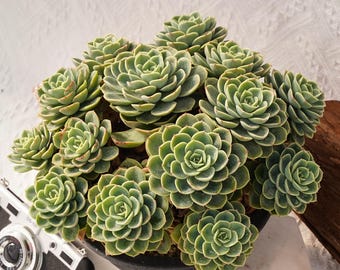 Sällsynt suckulent, Echeveria Honey Dew, levande växter