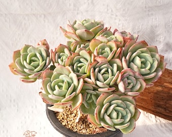 Suculenta rara, Echeveria White Storm, plantas vivas