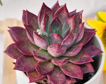 Rare Succulent, Echeveria Red Dumpling Skin, Live Plants