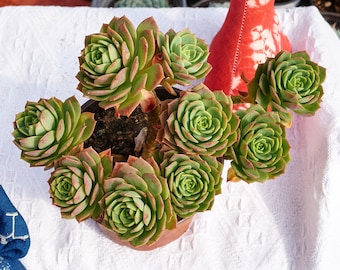 Suculenta rara, Sedeveria Green Rose, Plantas vivas