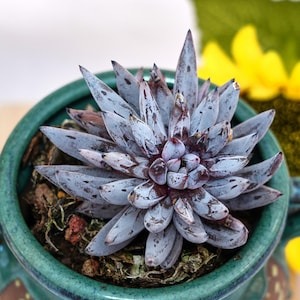 Op de afbeelding: Een vetplant met puntige, licht blauwgrijze bladeren met donkerpaars-bruine punten en markeringen. De plant staat in een ronde, glanzend groenblauwe keramische pot met twee handvatten aan de zijkanten en een donkerbruine basis met gele accenten.