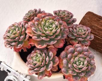 Rare Succulent, Echeveria Rain Drops, Live Plants