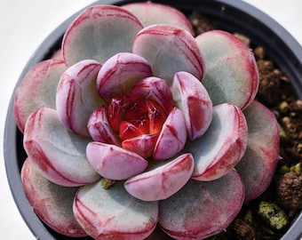 Suculenta rara, Echeveria Romantic Moonlight, Plantas vivas