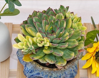 Rare Succulent, Echeveria Fairy Variegata, Live Plants