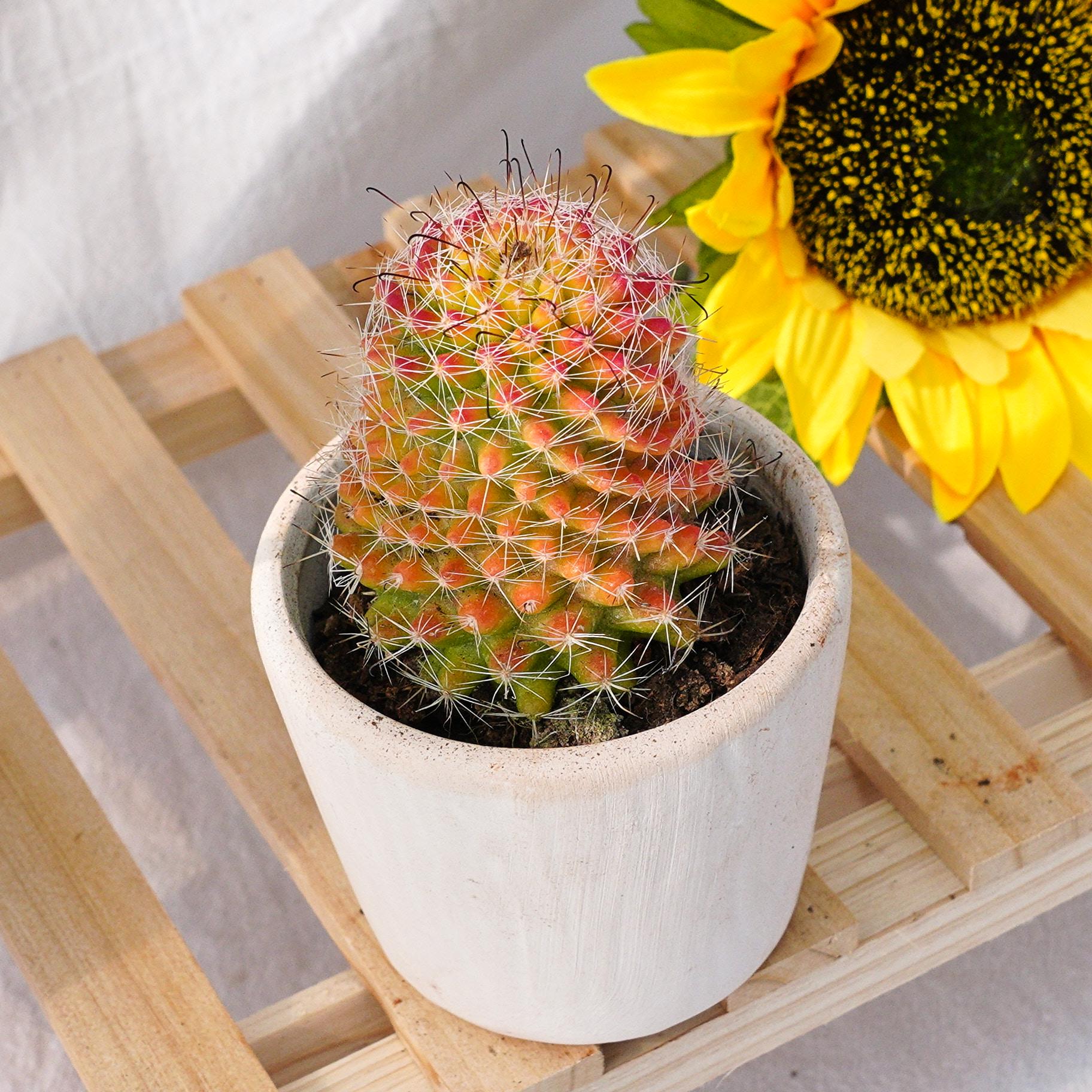 San pedro cactus plant - Etsy 日本