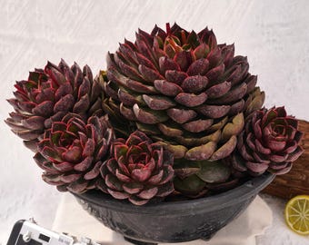 Rare Succulent, Echeveria Hylocereus, Live Plants