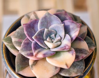 Rare Succulent, Graptopetalum Purple Delight Yellow Variegata, Live Plants