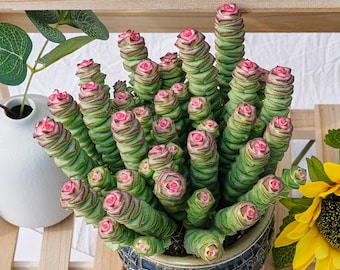 Pianta succulenta rara, Crassula Marnieriana, piante vive