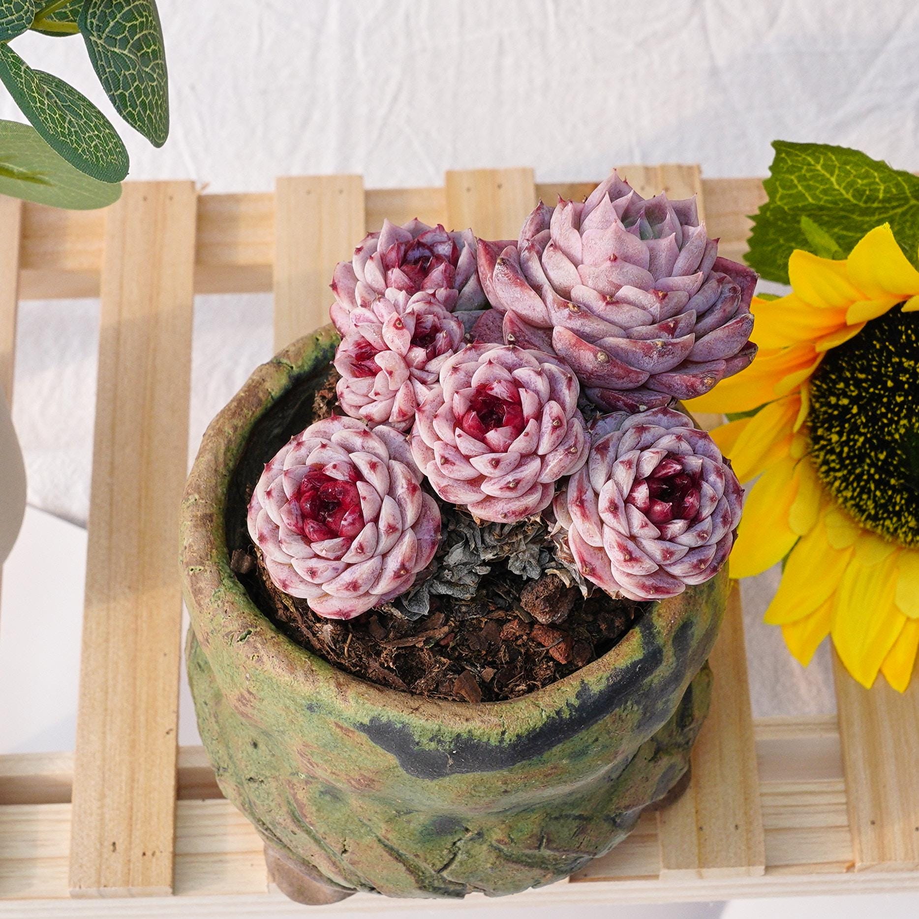 植物 - Etsy 日本