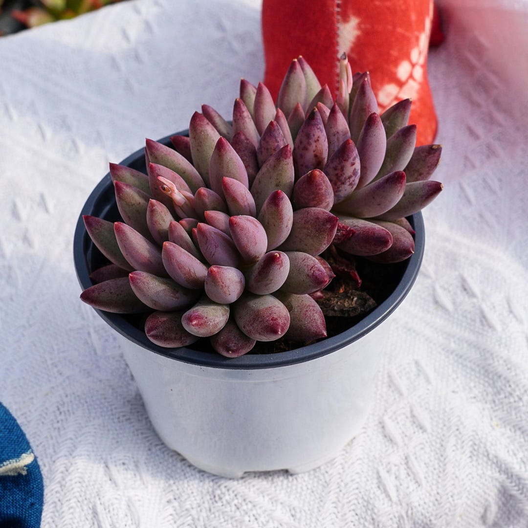 Rare Succulent, Echeveria Sand Cherry, Live Plants - Etsy