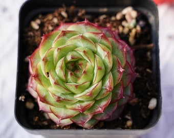 Rare Succulent, Echeveria Queen Jenny, Live Plants