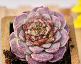 希少多肉植物、エケベリア ベルベット、生きた植物