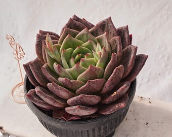 Suculenta rara, Echeveria Bloody Champagne, plantas vivas