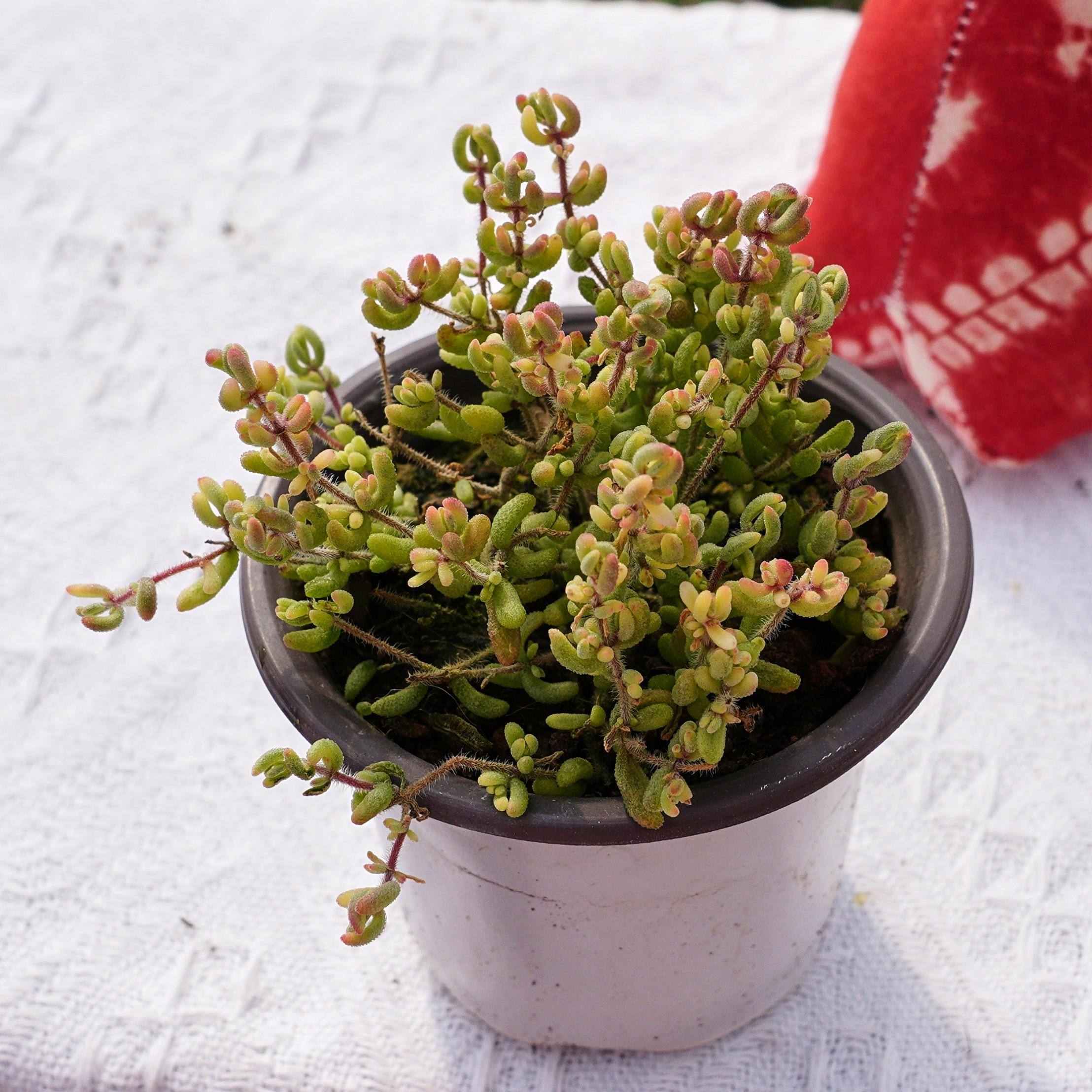 Drosanthemum - Etsy 日本