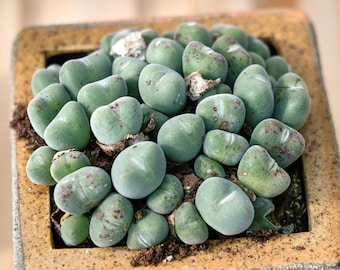 Rare Succulent, Conophytum Bilobum, Live Plants