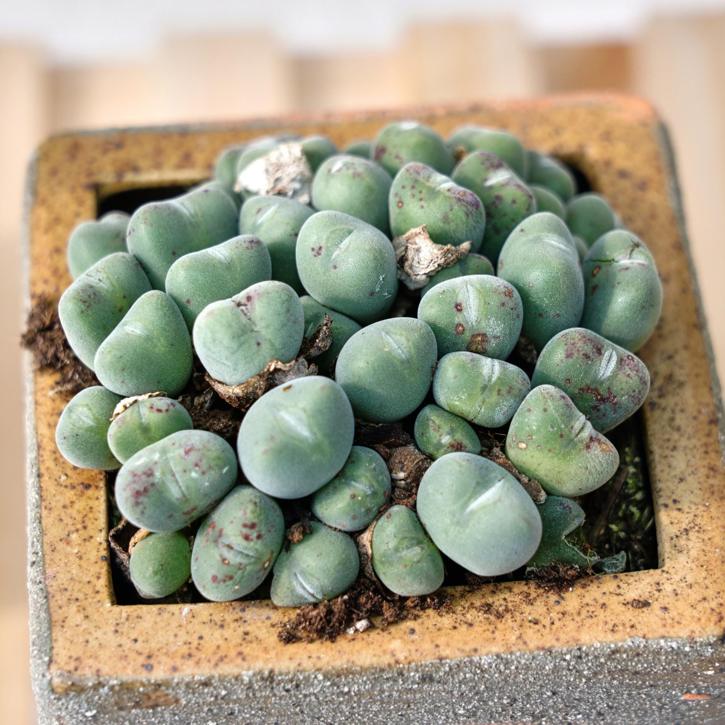 Conophytum bilobum - Etsy 日本
