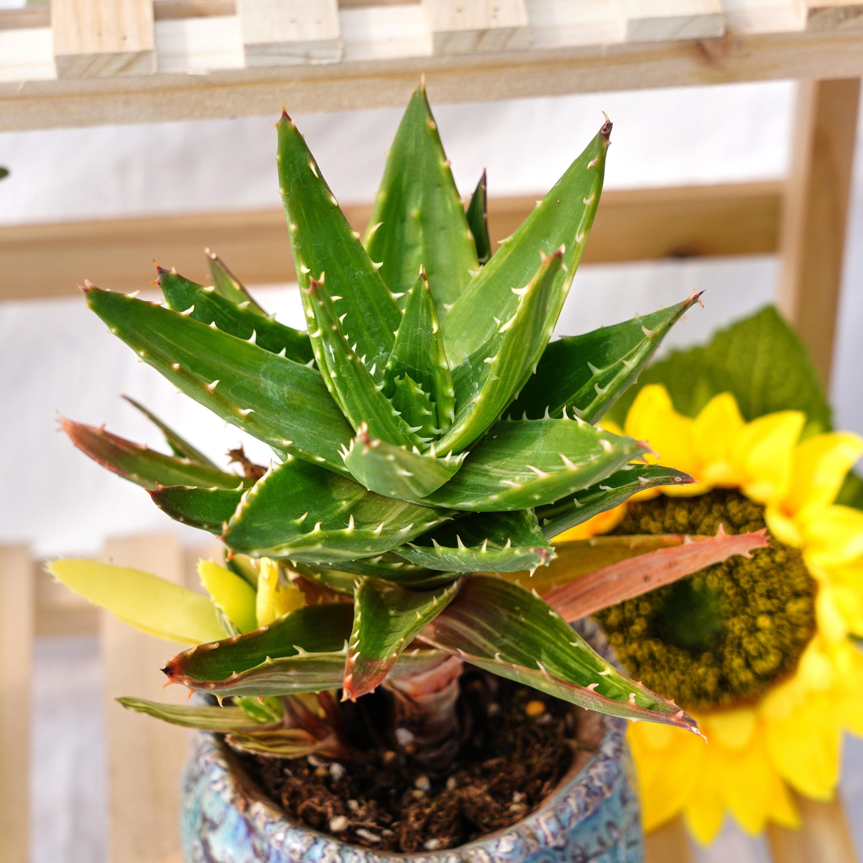 Aloe variegata - Etsy 日本