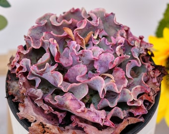 Rare Succulent, Echeveria Giant Takasago, Live Plants