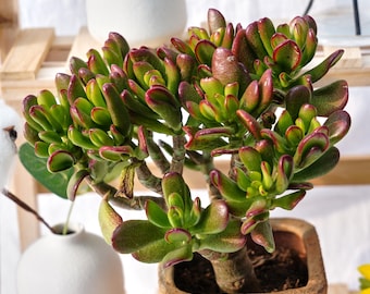 Echeveria Perle Von Nurnberg Variegata / Rare Korean Variegated