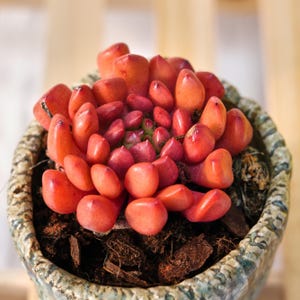 Op de afbeelding: Een vetplant met dikke, afgeronde bladeren in levendige tinten rood en oranje, gerangschikt in een dicht rozetpatroon. De plant staat in een gestructureerde, grijs en groen gevlekte keramische pot gevuld met donkerbruine potgrond.