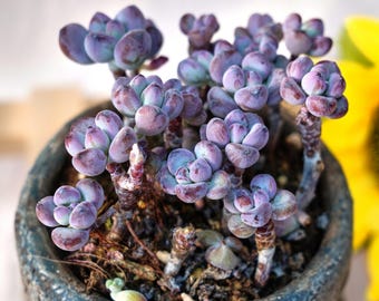 Rare Succulent, Graptopetalum Tom's Comic, Live Plants