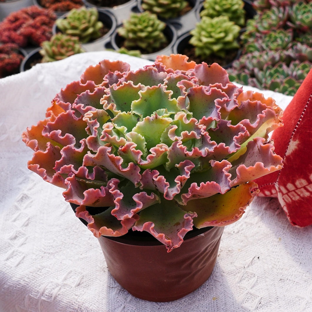 Rare Succulent, Echeveria Blue Curls, Live Plants - Etsy
