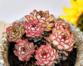 Pianta succulenta rara, Echeveria Dreamy Rose, piante vive