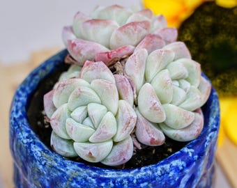 Rare Succulent, Echeveria Ice Jade, Live Plants