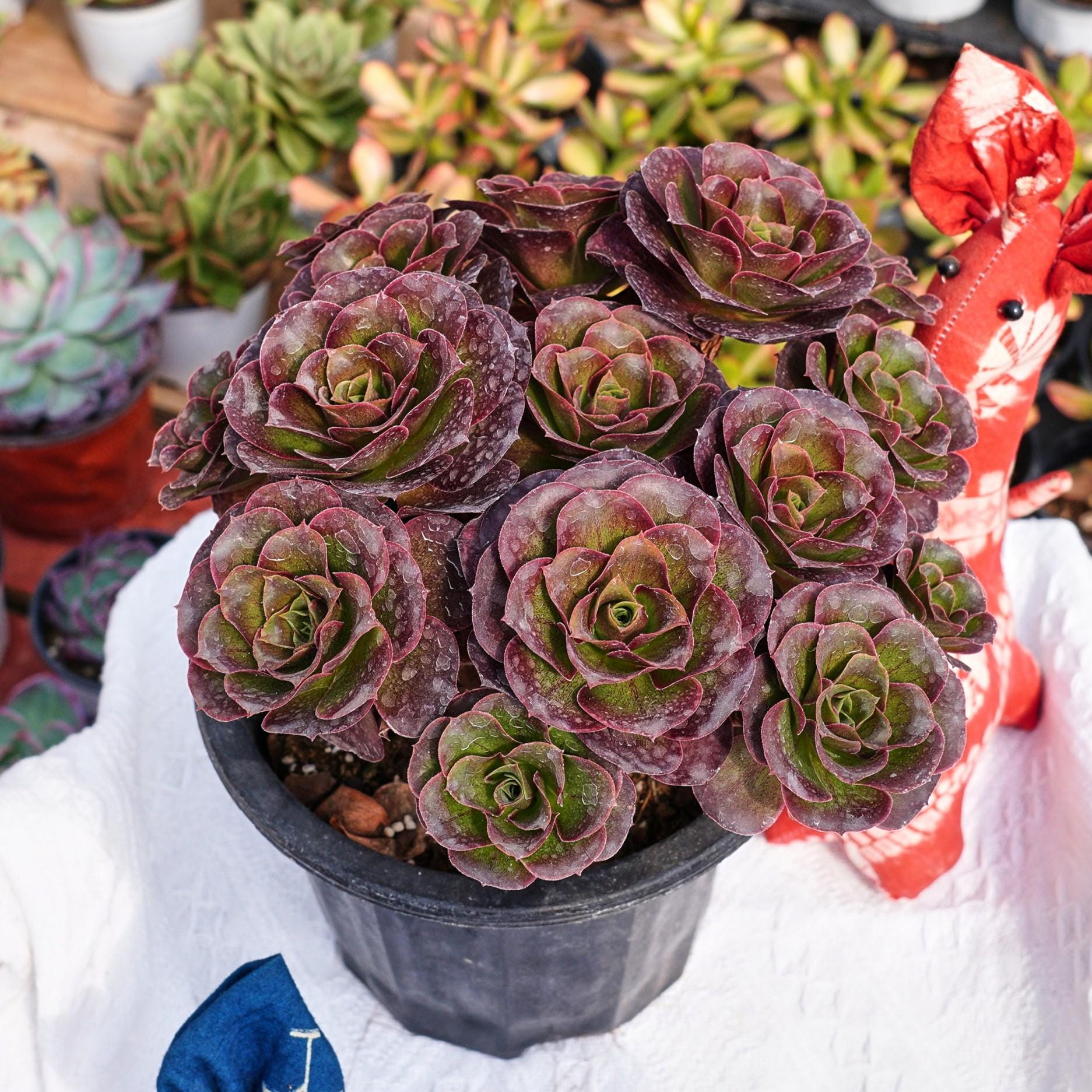 Rare aeonium - Etsy 日本