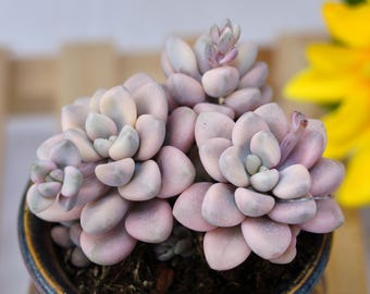 Rare Succulent, Graptopetalum Ellen Variegata, Live Plants