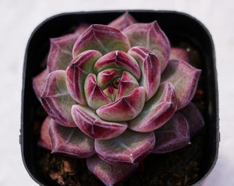 Rare Succulent, Echeveria LoveBird, Live Plants