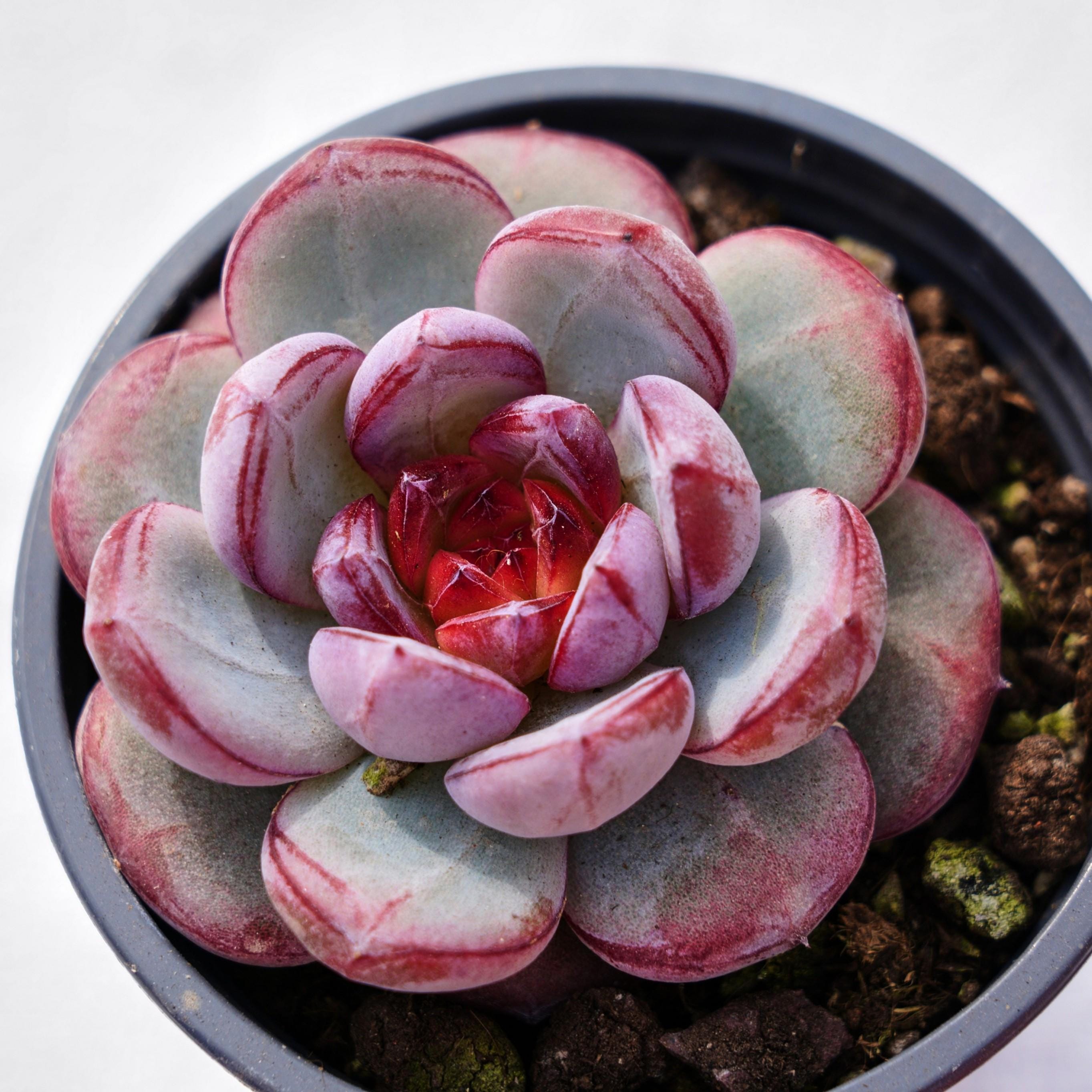 カラフルな花付き多肉植物10個セット カラフルな多肉植物 - Etsy 日本