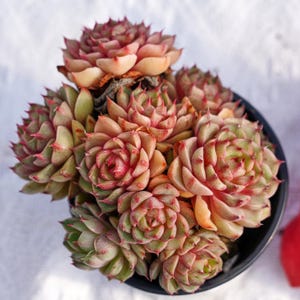 May include: A close-up of a potted succulent plant. The plant features multiple rosettes with fleshy, pointed leaves. The leaves are a mix of green, red, and peach colors. The plant is in a black pot, and the background is a soft white.