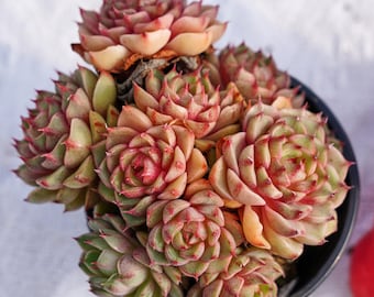 Rare Succulent, Echeveria Ben Badis, Live Plants