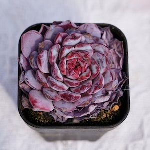 Puede incluir: Primer plano de una planta suculenta en una maceta negra cuadrada. La planta tiene hojas redondeadas y apretadas en tonos morados, rojos y blancos. El centro de la planta es de color rojo intenso.